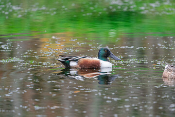 Fototapeta premium Northern Shoveler Duck swimming in a river.