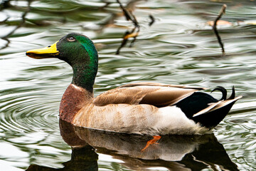 Mallard swimming in a river.