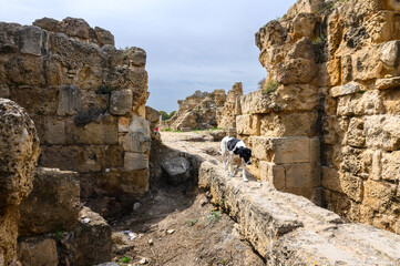 Panoramic view of the gymnasium at the ancient Roman city of Salamis near Famagusta, Northern Cyprus 3