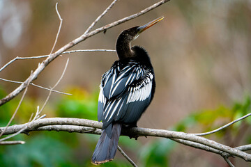 Anhinga perched on a branch.