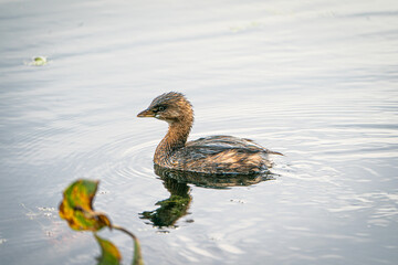Pied-billed Grebe swimming in a lake.