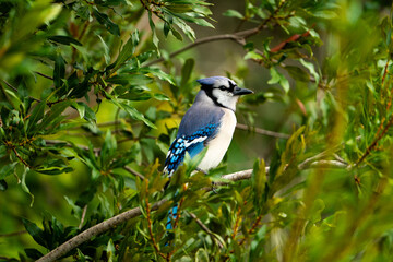 Blue Jay perched in a tree.