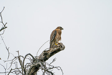 Red-shouldered Hawk perched at the top of a tree.