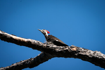 Pileated Woodpecker perched on a branch.