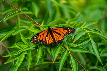 Fototapeta premium Monarch Butterfly resting in a bush.