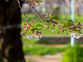 花びらが散る公園の桜