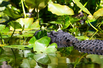 American Alligator resting in a river.