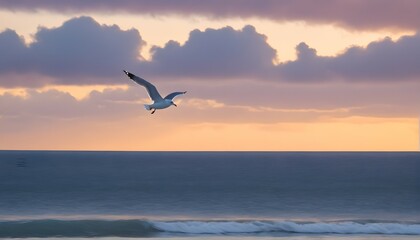 seagull on the sea