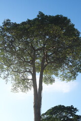 Towering Alstonia scholaris tropical tree also known as blackboard, scholar, or milkwood tree in Philippines.