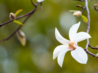コブシの花のクローズアップ