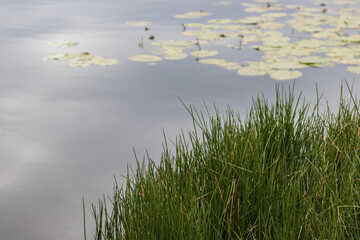 A waterlogged area with lily pads and tall grass in the foreground