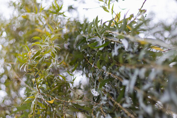 A tree covered in lush foliage stands tall as a terrestrial plant