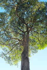 Beautiful canopy of Alstonia scholaris tropical tree also known as blackboard, scholar, or milkwood tree in Philippines.