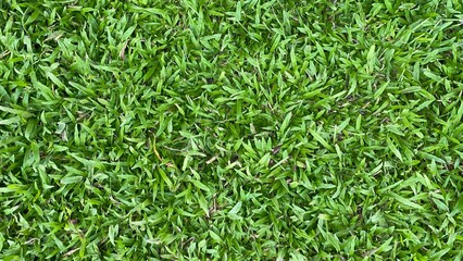 green grass background
