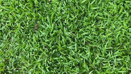 Obraz premium green grass background