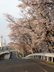 道路沿いに咲いた桜の花