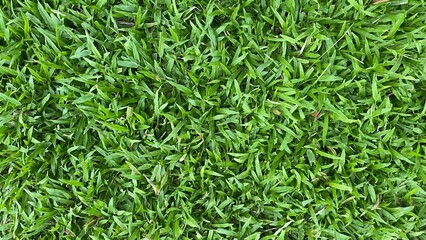 green grass background