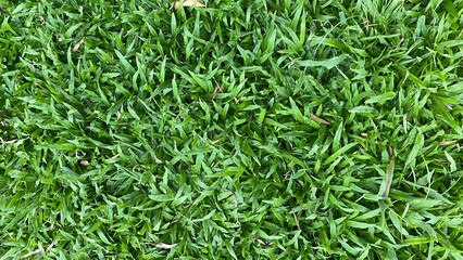 green grass background