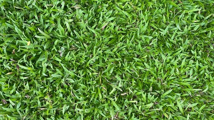 green grass background