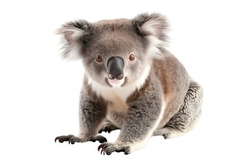 Captivating image of a koala perched on a white background