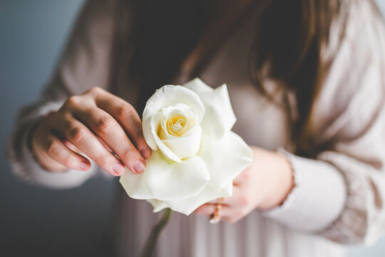 Florist Flexing White Rose, Closeup Photograph of White Rose Before Being Placed in Bouquet, Portrait of Florist Working on Wedding Bouquet