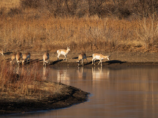 Pronghorn Antelope