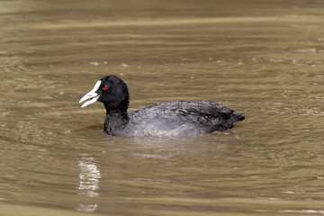 Eurasian coot bird swimming in a pond of water