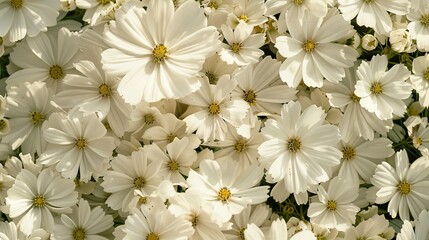 Top view of a delightful array of white flowers forming an artistic frame perfect for Mother s Day birthdays Valentine s Day weddings or any joyous occasion greeting card