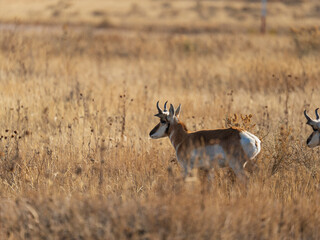 Pronghorn Antelope