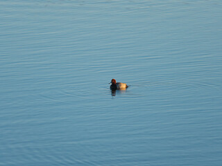 Redhead Duck