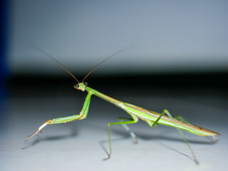 praying mantis photographed close up at night