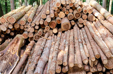 林業の作業現場に集積されている間伐された丸太