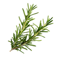 Fototapeta premium A single sprig of rosemary, its needle-like leaves in ultra HD detail, transparent background, PNG Cutout