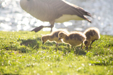 baby country geese on the grass © Heeyoung
