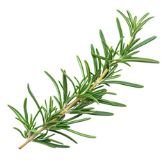 Fototapeta premium A single sprig of rosemary, its needle-like leaves in ultra HD detail, transparent background, PNG Cutout