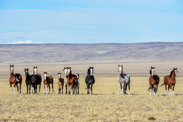 herd of horses