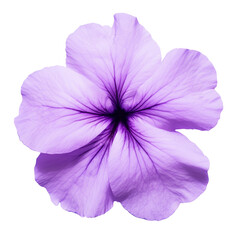 purple Platycodon grandiflorus flowers isolated on white background