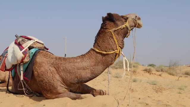 pet camel with traditional sitting cart at desert at day from different angle