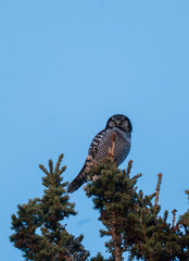Northern Hawk Owl