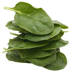 Obraz premium A stack of fresh spinach leaves with rich green color, detailed in ultra HD, transparent background, PNG Cutout