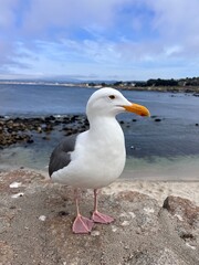 seagull on the beach
