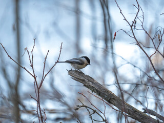 Black Capped Chickadee