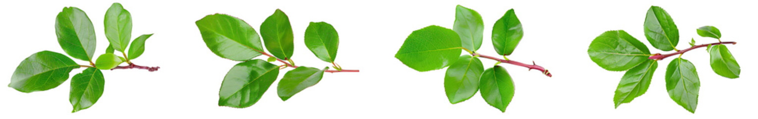 Fototapeta premium Fresh green branch of Salal (Gaultheria Shallon) or Lemon Leaf isolated on white background