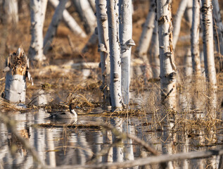 Northern Pintail duck in flooded birch forest