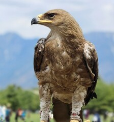 portrait of a golden eagle