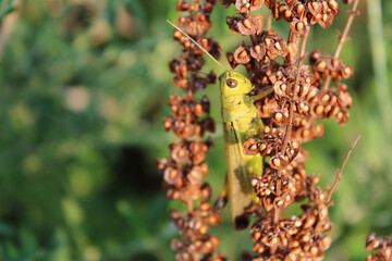 귀뚜라미, 여치, 메뚜기, 곤충, 자연, 식물