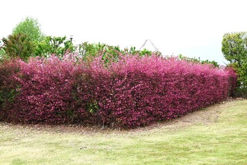 Chinese fringe bush used for hedging. Hamamelidaceae evergreen tree. Blooms slender pink...