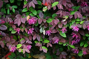 Chinese fringe bush used for hedging. Hamamelidaceae evergreen tree. Blooms slender pink four-petaled flowers in early summer.