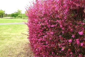 Chinese fringe bush used for hedging. Hamamelidaceae evergreen tree. Blooms slender pink four-petaled flowers in early summer.