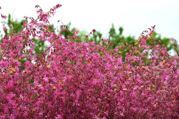 Chinese fringe bush used for hedging. Hamamelidaceae evergreen tree. Blooms slender pink...